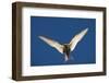 Arctic Tern in Flight-Paul Souders-Framed Photographic Print