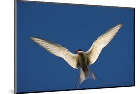 Arctic Tern in Flight-Paul Souders-Mounted Photographic Print