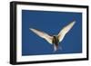 Arctic Tern in Flight-Paul Souders-Framed Photographic Print