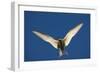 Arctic Tern in Flight-Paul Souders-Framed Photographic Print