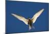 Arctic Tern in Flight-Paul Souders-Mounted Photographic Print