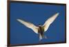 Arctic Tern in Flight-Paul Souders-Framed Photographic Print