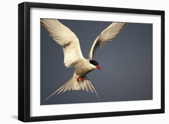 Arctic Tern in Flight-Paul Souders-Framed Photographic Print