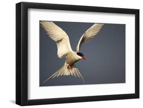 Arctic Tern in Flight-Paul Souders-Framed Photographic Print