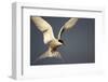 Arctic Tern in Flight-Paul Souders-Framed Photographic Print