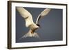 Arctic Tern in Flight-Paul Souders-Framed Photographic Print