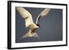 Arctic Tern in Flight-Paul Souders-Framed Photographic Print