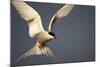 Arctic Tern in Flight-Paul Souders-Mounted Photographic Print