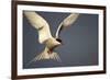 Arctic Tern in Flight-Paul Souders-Framed Photographic Print