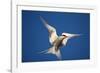 Arctic Tern in Flight-Paul Souders-Framed Photographic Print