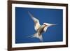 Arctic Tern in Flight-Paul Souders-Framed Photographic Print