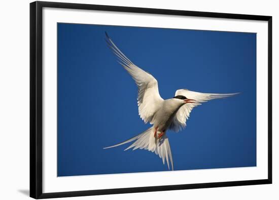 Arctic Tern in Flight-Paul Souders-Framed Photographic Print