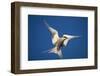 Arctic Tern in Flight-Paul Souders-Framed Photographic Print