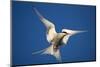 Arctic Tern in Flight-Paul Souders-Mounted Photographic Print