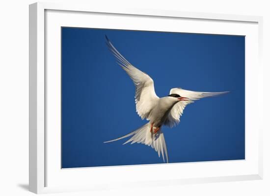 Arctic Tern in Flight-Paul Souders-Framed Photographic Print