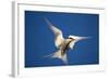 Arctic Tern in Flight-Paul Souders-Framed Photographic Print