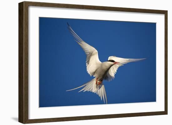 Arctic Tern in Flight-Paul Souders-Framed Photographic Print