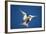 Arctic Tern in Flight-Paul Souders-Framed Photographic Print