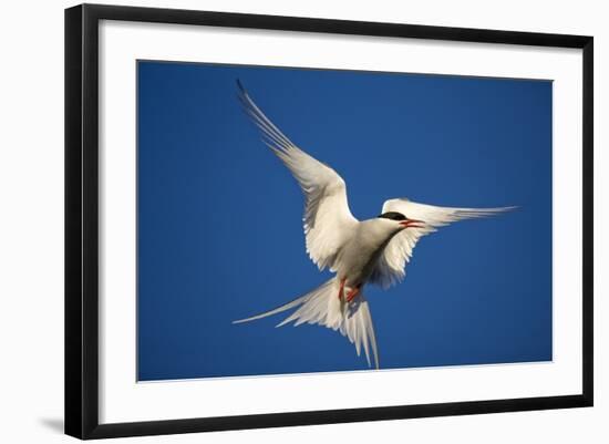 Arctic Tern in Flight-Paul Souders-Framed Photographic Print