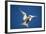 Arctic Tern in Flight-Paul Souders-Framed Photographic Print