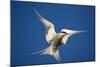 Arctic Tern in Flight-Paul Souders-Mounted Photographic Print