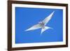 Arctic Tern in Flight-null-Framed Photographic Print