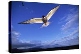 Arctic Tern in Iceland-null-Stretched Canvas