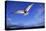 Arctic Tern in Iceland-null-Stretched Canvas