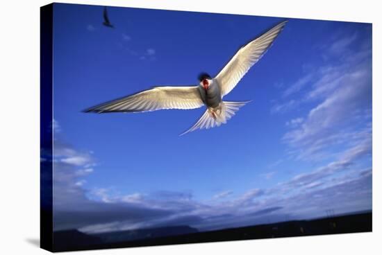 Arctic Tern in Iceland-null-Stretched Canvas