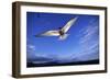 Arctic Tern in Iceland-null-Framed Photographic Print