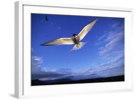 Arctic Tern in Iceland-null-Framed Photographic Print