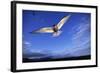 Arctic Tern in Iceland-null-Framed Photographic Print