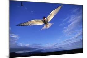 Arctic Tern in Iceland-null-Mounted Photographic Print