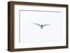 Arctic Tern (Sterna Paradisaea) Against White Sky, Farne Islands, Northumberland, England, UK, July-Peter Cairns-Framed Photographic Print