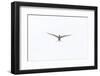 Arctic Tern (Sterna Paradisaea) Against White Sky, Farne Islands, Northumberland, England, UK, July-Peter Cairns-Framed Photographic Print