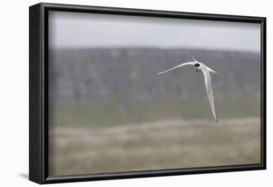 Arctic tern, sterna paradisaea, flight-olbor-Framed Photographic Print