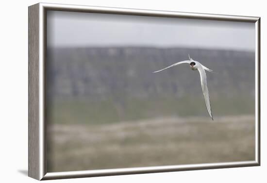 Arctic tern, sterna paradisaea, flight-olbor-Framed Photographic Print