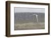 Arctic tern, sterna paradisaea, flight-olbor-Framed Photographic Print