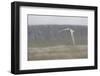 Arctic tern, sterna paradisaea, flight-olbor-Framed Photographic Print