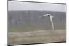 Arctic tern, sterna paradisaea, flight-olbor-Mounted Photographic Print