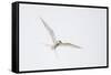 Arctic tern, sterna paradisaea, flight-olbor-Framed Stretched Canvas