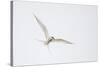 Arctic tern, sterna paradisaea, flight-olbor-Stretched Canvas