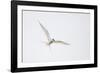 Arctic tern, sterna paradisaea, flight-olbor-Framed Photographic Print