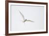 Arctic tern, sterna paradisaea, flight-olbor-Framed Photographic Print