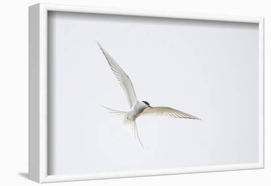 Arctic tern, sterna paradisaea, flight-olbor-Framed Photographic Print