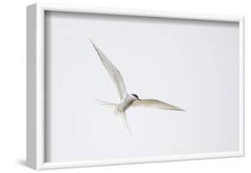 Arctic tern, sterna paradisaea, flight-olbor-Framed Photographic Print