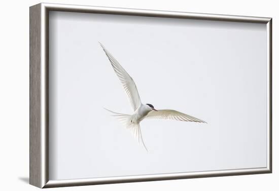 Arctic tern, sterna paradisaea, flight-olbor-Framed Photographic Print