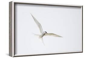 Arctic tern, sterna paradisaea, flight-olbor-Framed Photographic Print