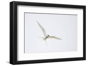 Arctic tern, sterna paradisaea, flight-olbor-Framed Photographic Print