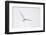 Arctic tern, sterna paradisaea, flight-olbor-Framed Photographic Print